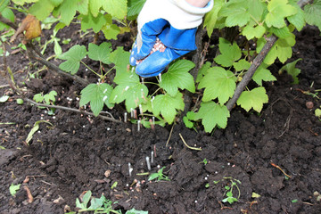 Woman hand in a rubber glove fertilizing a currant shrub with granular autumn fertilizer in the autumn garden