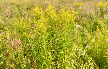 Yellow flower of St. John's wort.