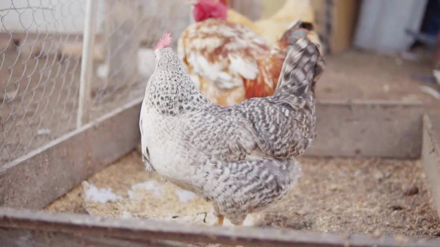 Chiken in hencoop. Shot in slowmotion