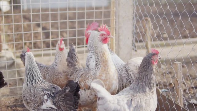 Different chiken and hen in hencoop. Shot in slowmotion