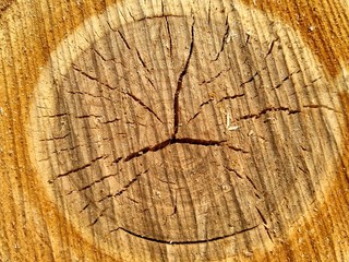Fototapeta premium oak cut wood texture