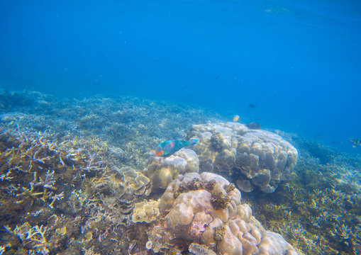 Coral reef landscape. Coral fish in corals. Tropical seashore underwater photo.