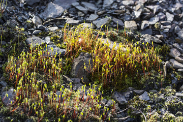 Moss growing between the stones with a spore.