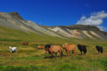 Fototapeta premium Icelandic wild horses