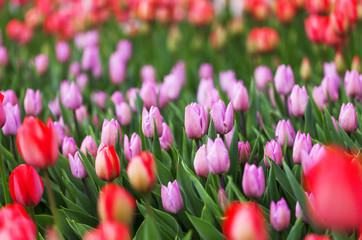 Pink Tulip, Beautiful bouquet of tulips, colorful tulips, Pink tulips in spring with soft focus