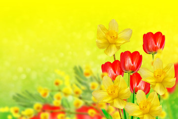 Bright and colorful spring flowers daffodils and tulips