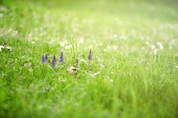 Spring flowers in the beautiful grass field