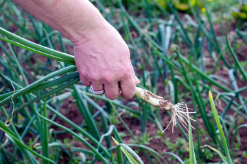 female hand pulls onions from the garden