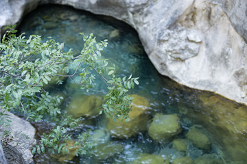 tree brahch over pristine waters of mountain canyon