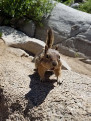 Chipmunk