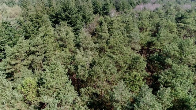 Aerial bird view looking down on beautiful temperate coniferous forest moving over top of trees showing the amazing different green pine forest colors and different foliage layers of the grown trees