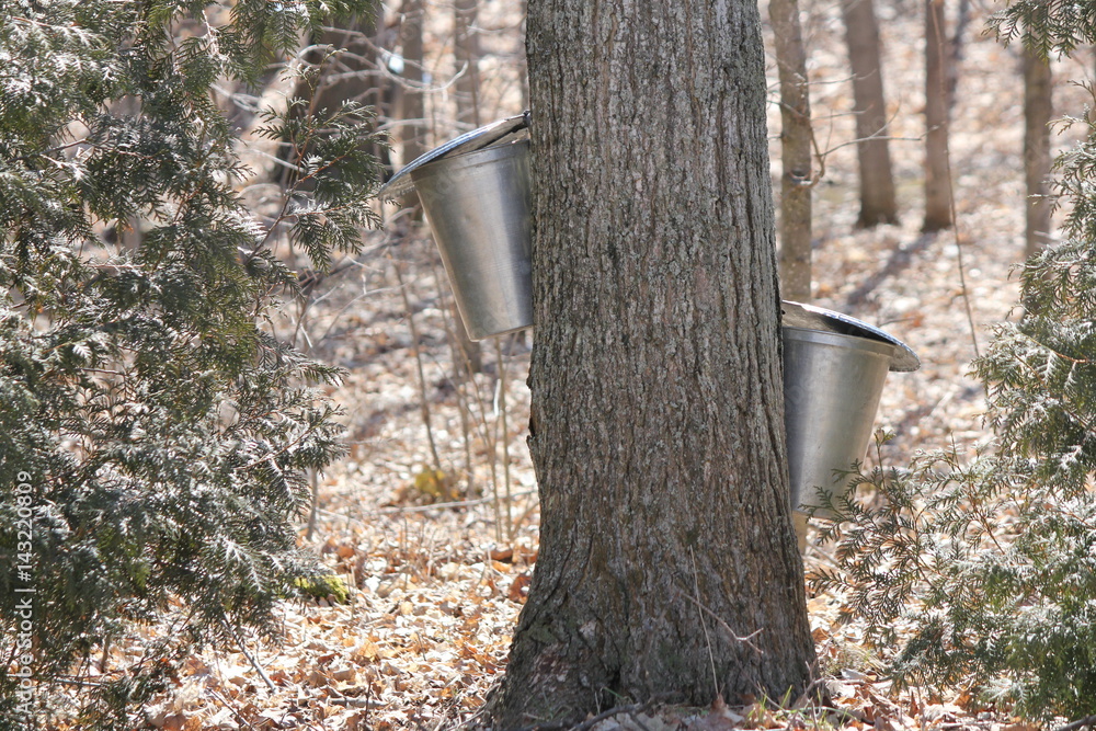 Canvas Prints metal sap bucket attached to a maple tree to catch sap drippings for making maple syrup in early spr
