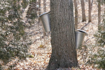 Metal sap bucket attached to a maple tree to catch sap drippings for making maple syrup in early Spring.
    
