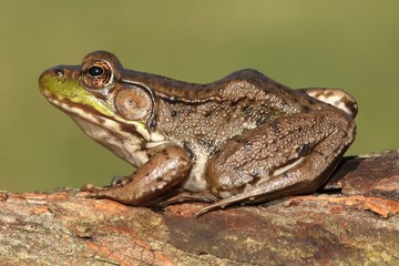 Green Frog (Rana clamitans)