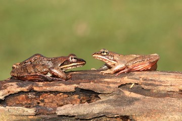 Wood Frogs (Rana sylvatica)