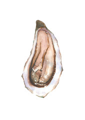 Opened oyster. One half of fresh seafood watercolor oyster. Watercolour hand drawn oyster isolated on white background. Delicious sea food illustration.