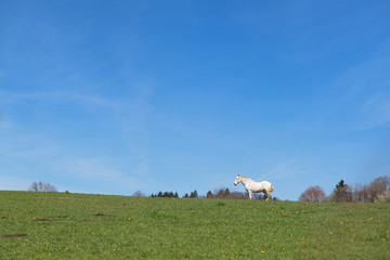 White horse in landscape