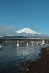山中湖からの富士山/美しく冠雪する山中湖からの富士山
