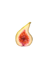 Fig fruit. Watercolor hand drawn half of tropical fresh organic exotic healthy fruit figs isolated on white background. Watercolour illustration