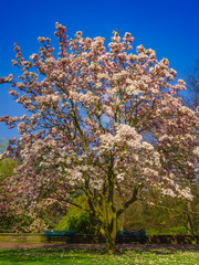 A beautiful Magnolia tree. Bloomy magnolia tree
