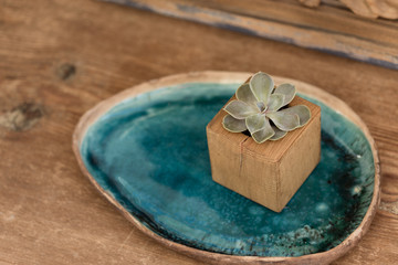 Succulent in wooden box