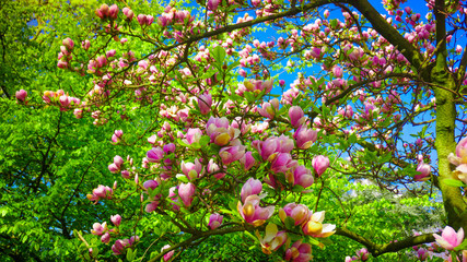 Pink magnolia tree blossom. magnolia flower