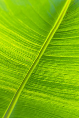 Green leaf