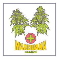 Bushes of Marijuana Medica Flat