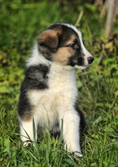 Collie puppy