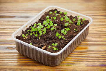 remontant strawberry seedlings in pot on table