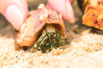 Small crab on white sand of sunny beach. Little hermit crab macro photo.