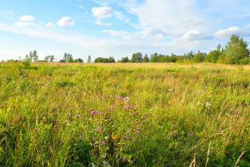 Field of summer grass.