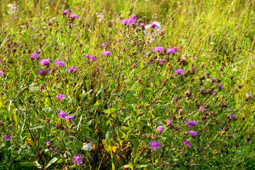 Pink wild flowers.