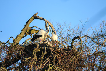 storks on a tree