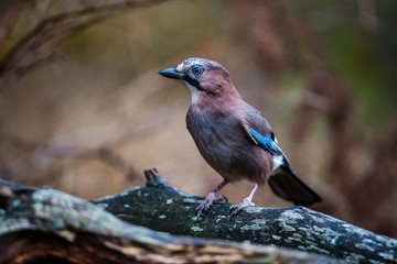 Jay watch