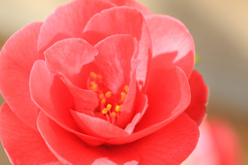 Close up of a camellia