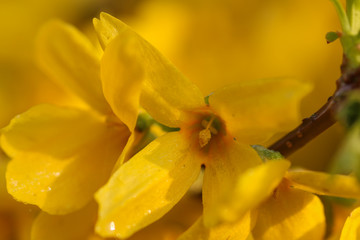 forsythia displaying an abundance of spectacular spring gold color