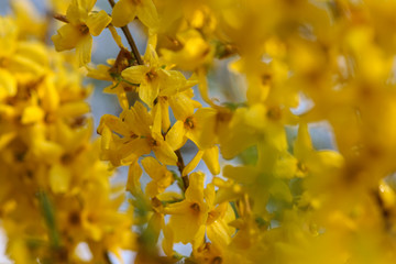 forsythia displaying an abundance of spectacular spring gold color