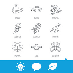 Octopus, turtle and dolphin icons. Jellyfish, whale and ladybug linear signs. Crab, butterfly flat line icons. Light bulb, speech bubble and leaf web icons. Vector
