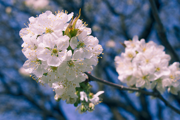 blossoming cherry tree, white cherry blossoms in springtime with blue sky in the background