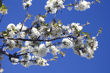 Cherry blossom tree with blue sky, France.