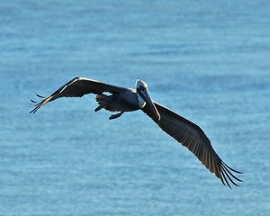 Pilican in Flight