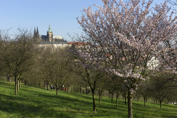 Spring Prague gothic Castle with the green Nature and flowering Trees, Czech Republic
