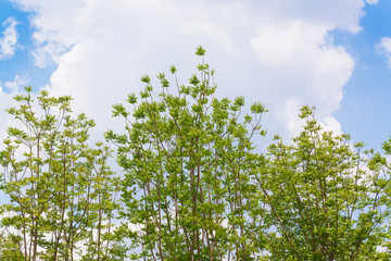 Sky above the trees in the forest