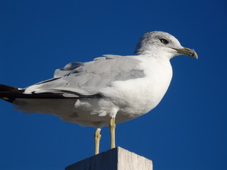 Fototapeta na wymiar Seagull standing