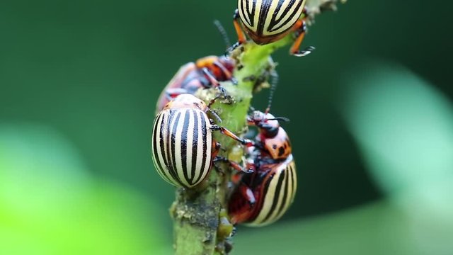 Colorado potato beetles, plant pest, insects vermin. Colorado beetles on potato plant