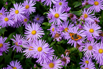 Fototapeta premium Butterfly in Purple Flowers