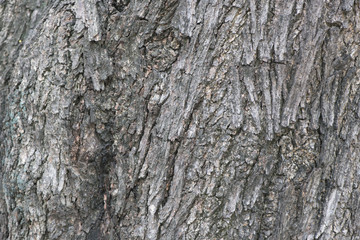 Fototapeta premium bark