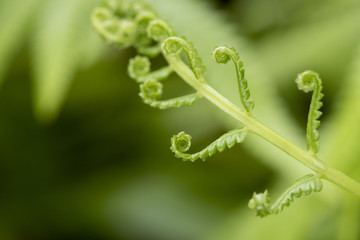 fern