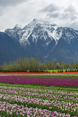 Tulip Field